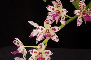 Rhynchonopsis Dragon Charmy Diamond Orchids AM/AOS 80 pts.
